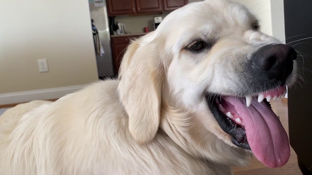Beware of Golden Retriever Growls 😂