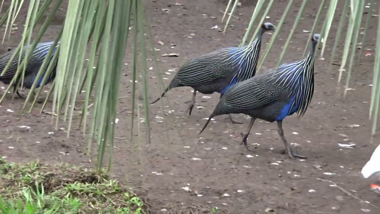 75. Birds of Eden