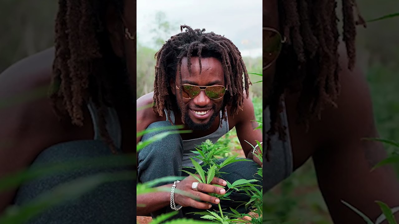 Top 5 Destinations For Cannabis Tourism: Pt 5. Jamaica #shorts
