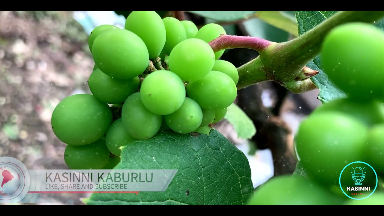Grape Garden In Bangalore | Did You See Grapes When They Are Tender? | Vineyard India |
