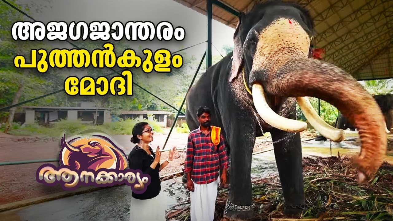 EP 10 | അജഗജാന്തരം പുത്തൻകുളം മോദി | Puthenkulam Modi | Aanakkaryam