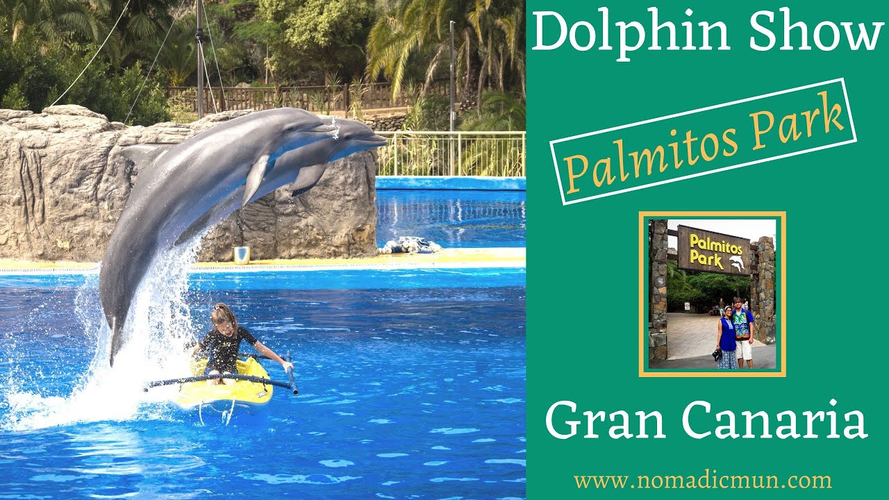 PALMITOS PARK Dolphin Show | Gran Canaria | Canary Islands | Dolphin Experience