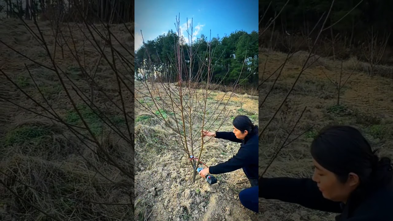 Shaping Trees, Growing Better Peaches #satisfying #pruning #shorts
