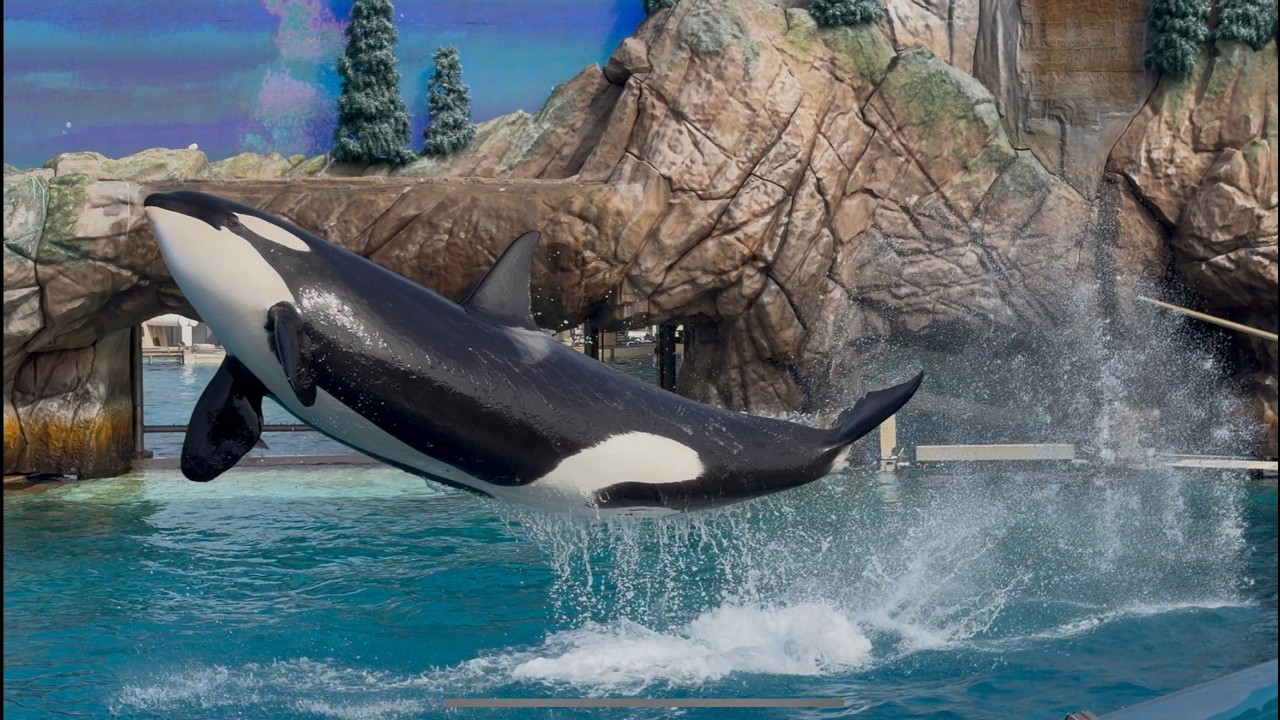 «Встреча с косатками 2.0» (полная версия шоу) — SeaWorld Сан-Диего — 8 ноября 2025 года