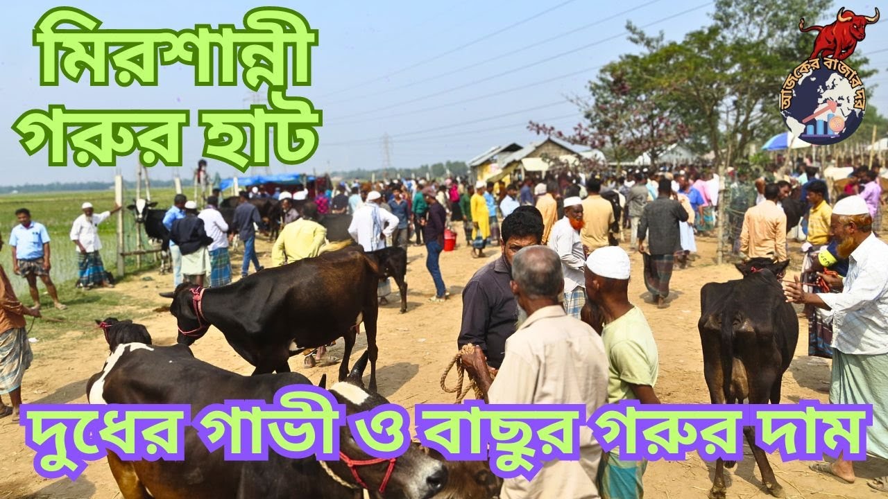 কুমিল্লার মিরশান্নী গরুর হাট। দুধের গাভী ও বাছুর গরুর দাম ।