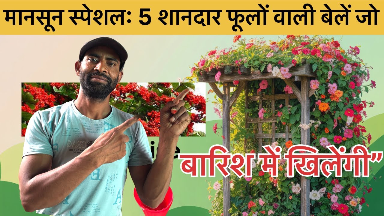 बरसात में लगाएं ये 5 फूलों वाली सुंदर बेलें – घर को बनाएं हरा-भरा!”