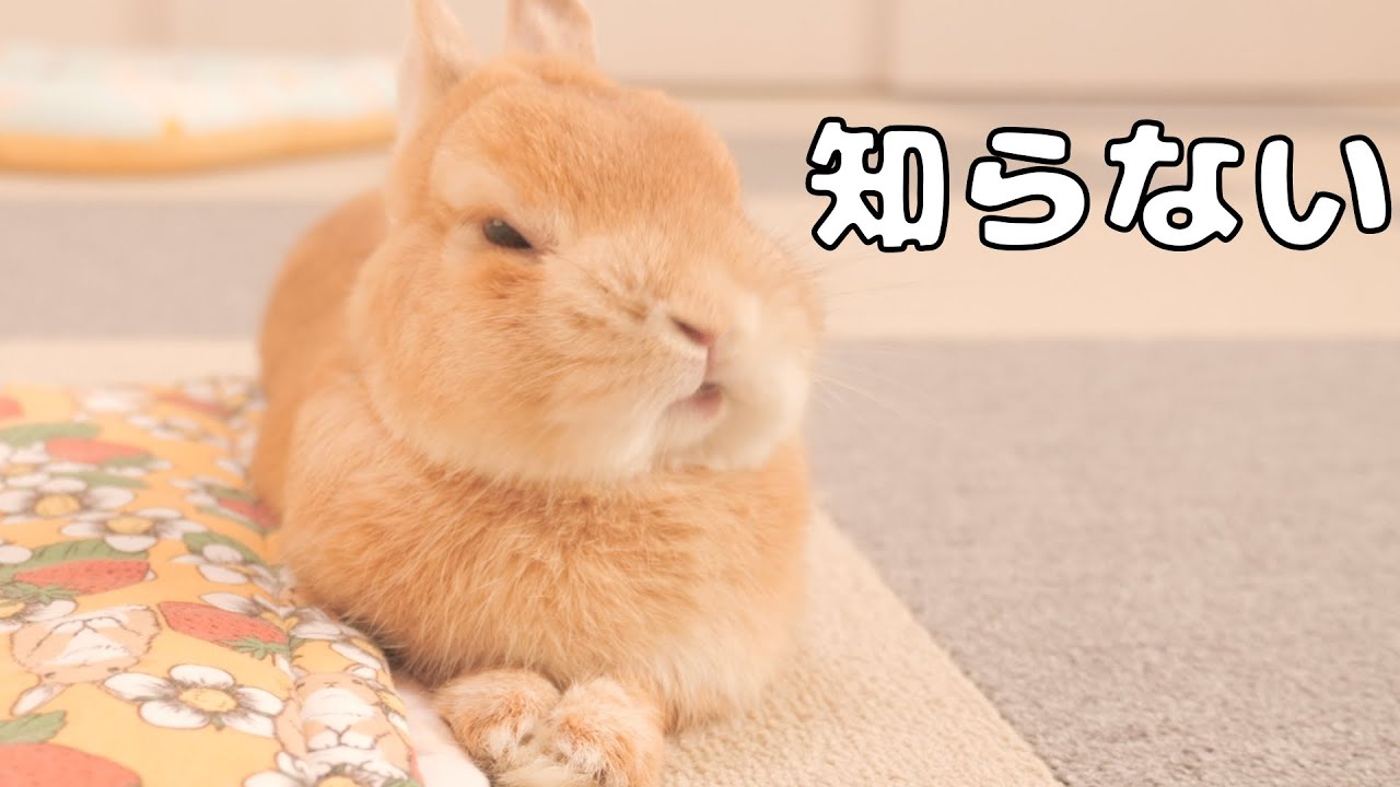 ウ○チとオシッコを撒き散らしたウサギの表情が可愛すぎました【No.1043】