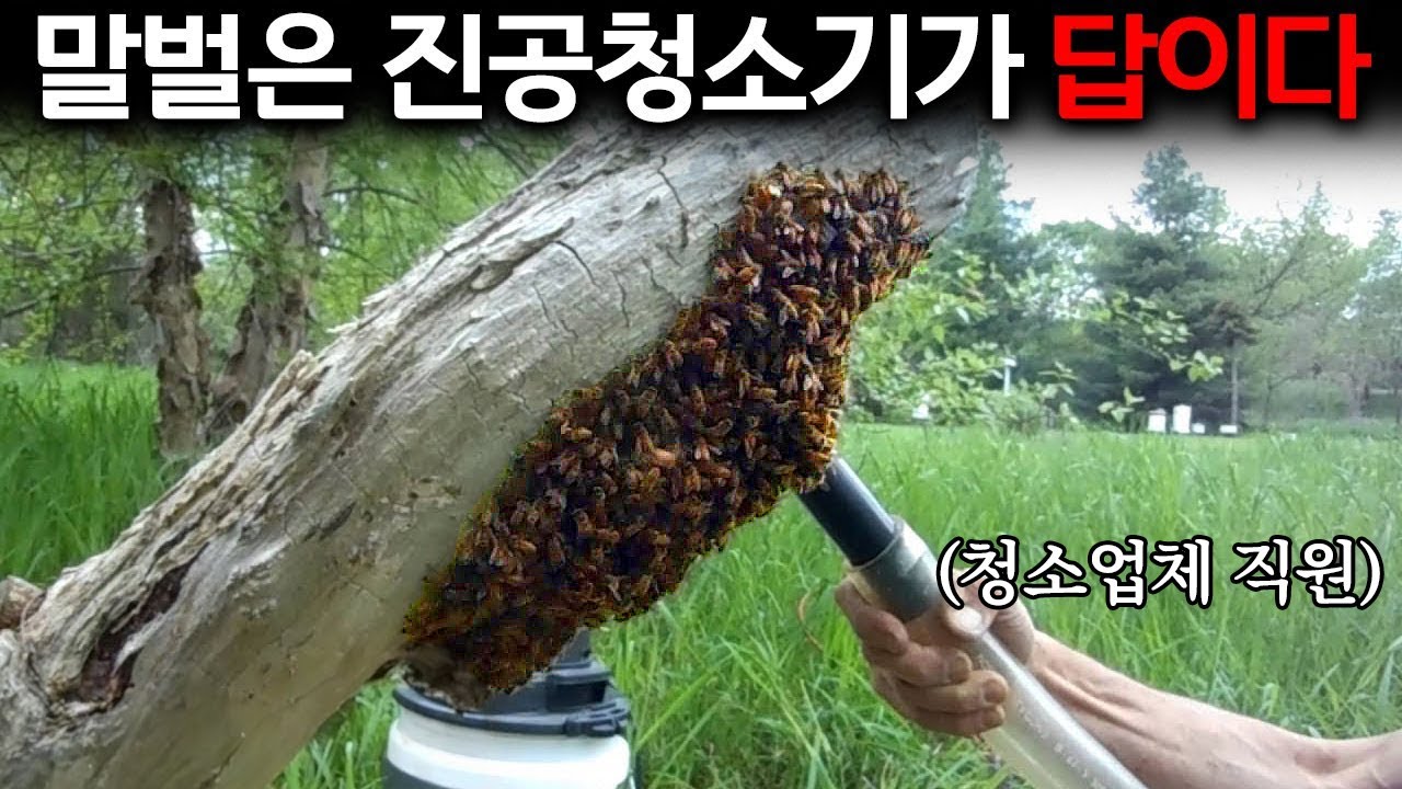 청소기를 처음 만난 말벌들
