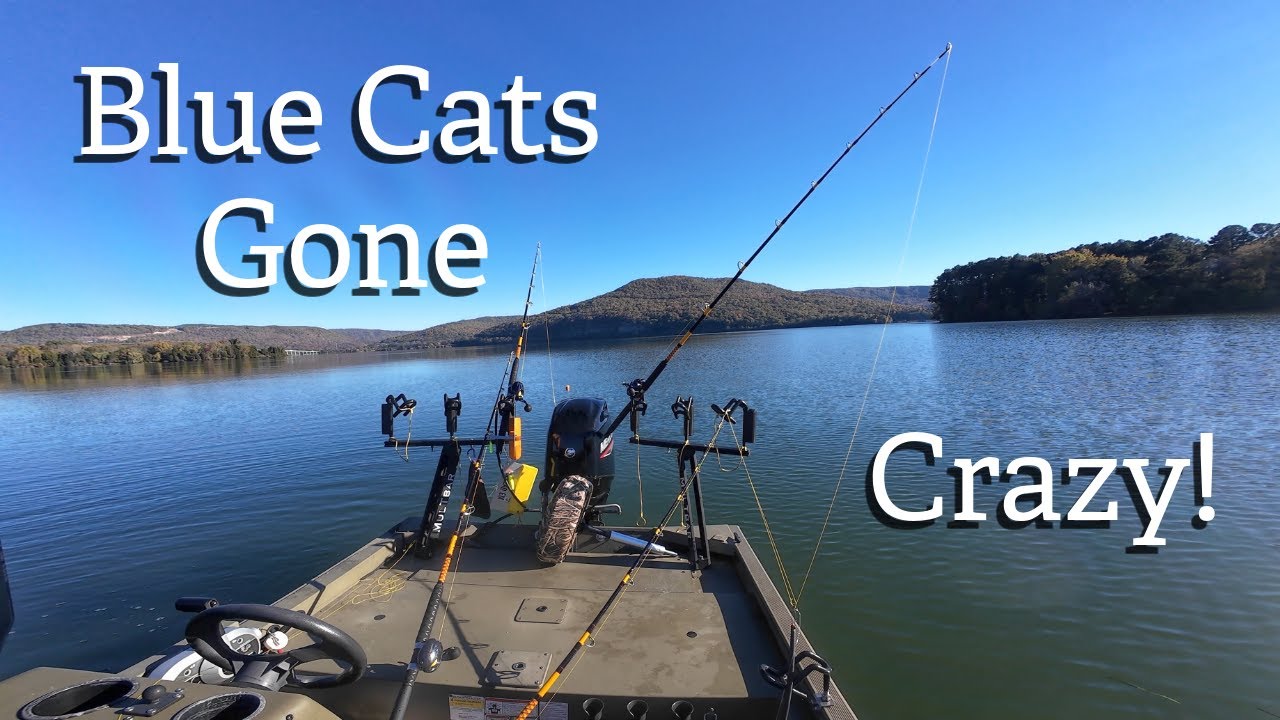 Blue Cats Gone Crazy!