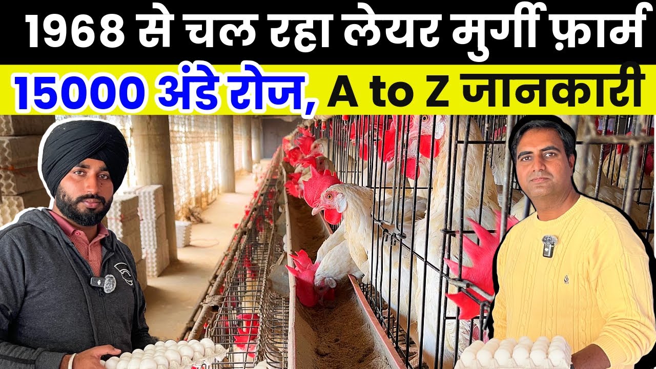 1 लाख के अण्डे रोज़ होते है सप्लाई💰परिवार की तीसरी पीढ़ी सम्भाल रही बिज़नेस | Layer Poultry Farming