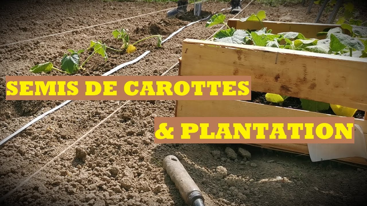 SEMIS CAROTTES & PLANTATION MAI 2022