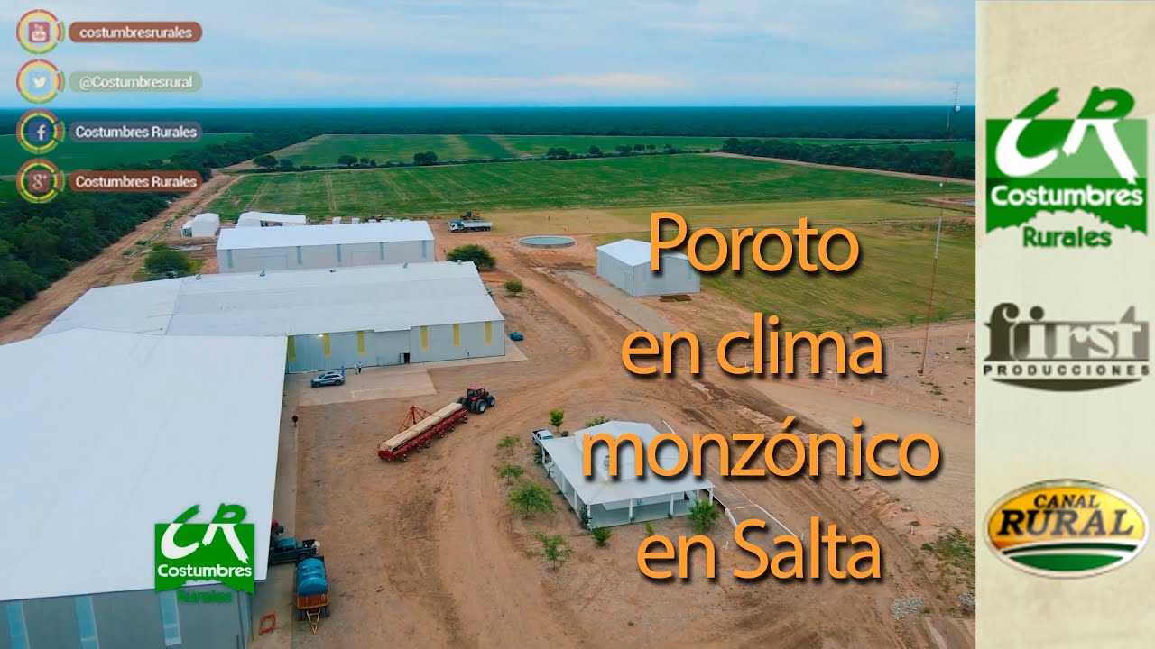 Poroto en clima monzónico en Salta - CR#884