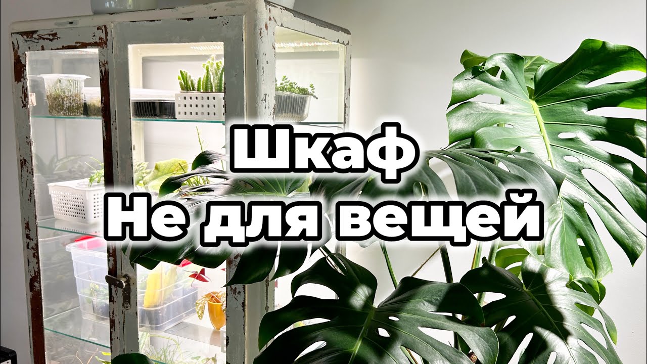 Зачем я превратила медицинский шкаф в дом для комнатных растений? 🤷🏻‍♀️
