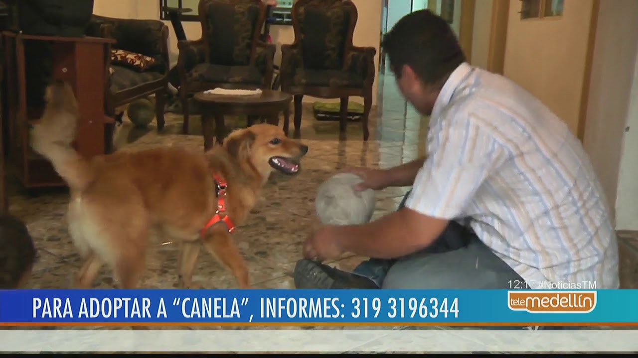 Canela, la perrita del Metro, se encuentra sin familia nuevamente [Noticias] - Telemedellín