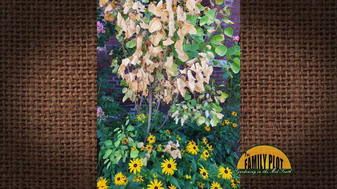 Q&A – Can verticillium wilt spread to other plants?