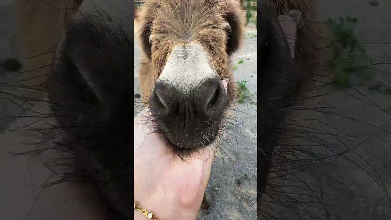 Pico is a small baby mini donkey! #babydonkey #donkey #babyminidonkey #minidonkey