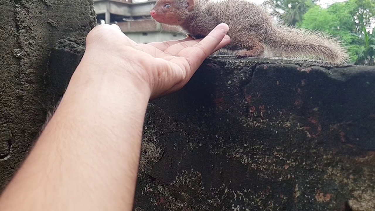 Mongoose (Use HeadPhone For Better Sound Experience)