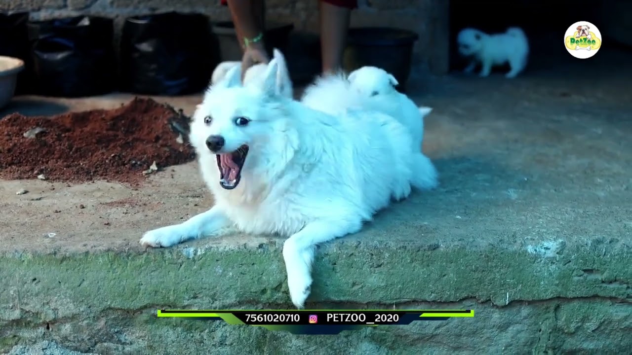 Quality Pomerian Puppies Avaialble | 7561020710 | #trending 