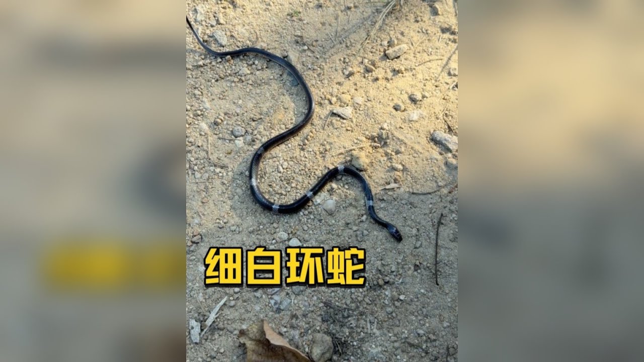 长相酷似银环蛇的蛇类—细白环蛇