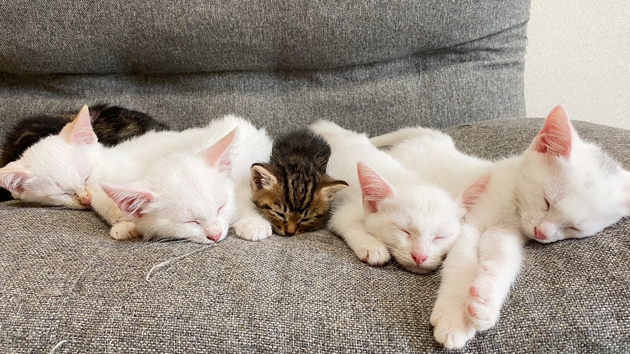 母猫を亡くした赤ちゃん猫が子猫たちと初対面