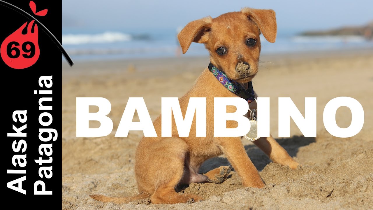 La GRAN Sorpresa | BAMBINO