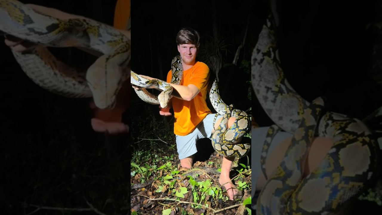 Looking for a 20 foot reticulated python in Puerto Rico #snake#wildlife#jungle#python#youtube