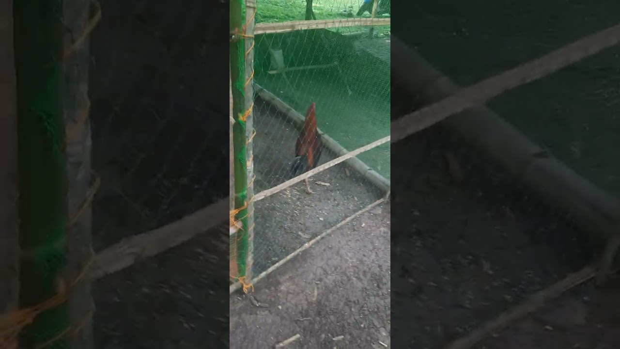 Zampen native chicken.