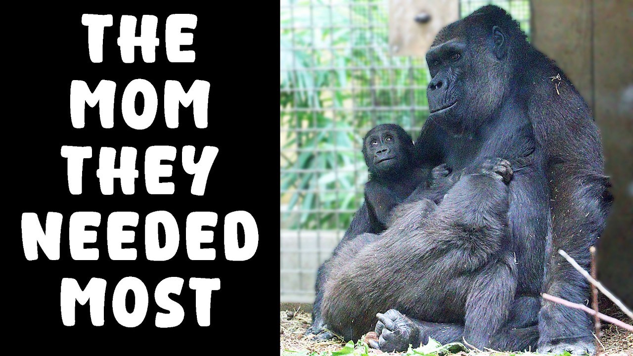 This Gorilla Family Shouldn’t Exist—But These Moms Made It Happen!