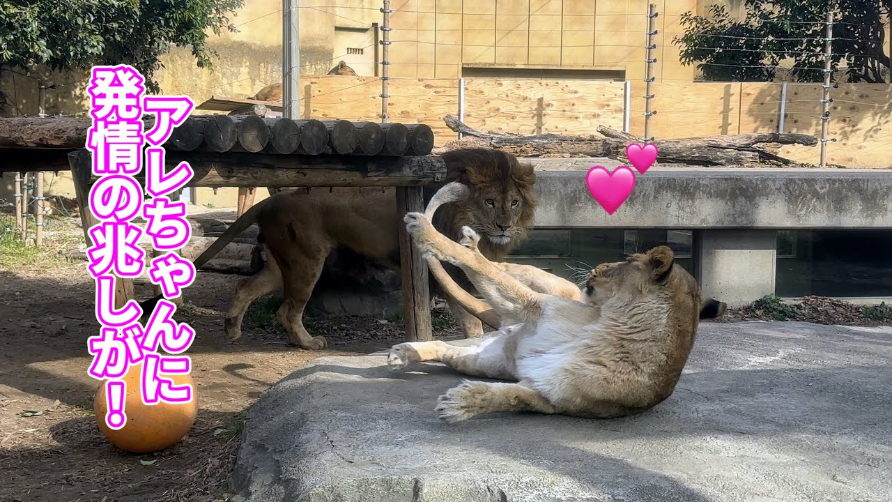 Того заботится об Але-тян 💕 15 января, лев в зоопарке Тобу