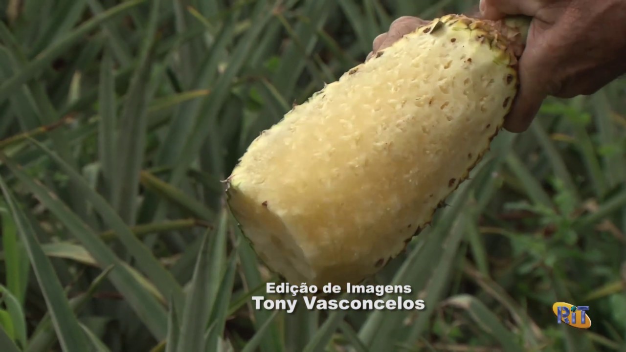Matéria Alta Abacaxi Cultura (Pedras de Fogo-PB) Rit TV ''Programa Revista do Campo''