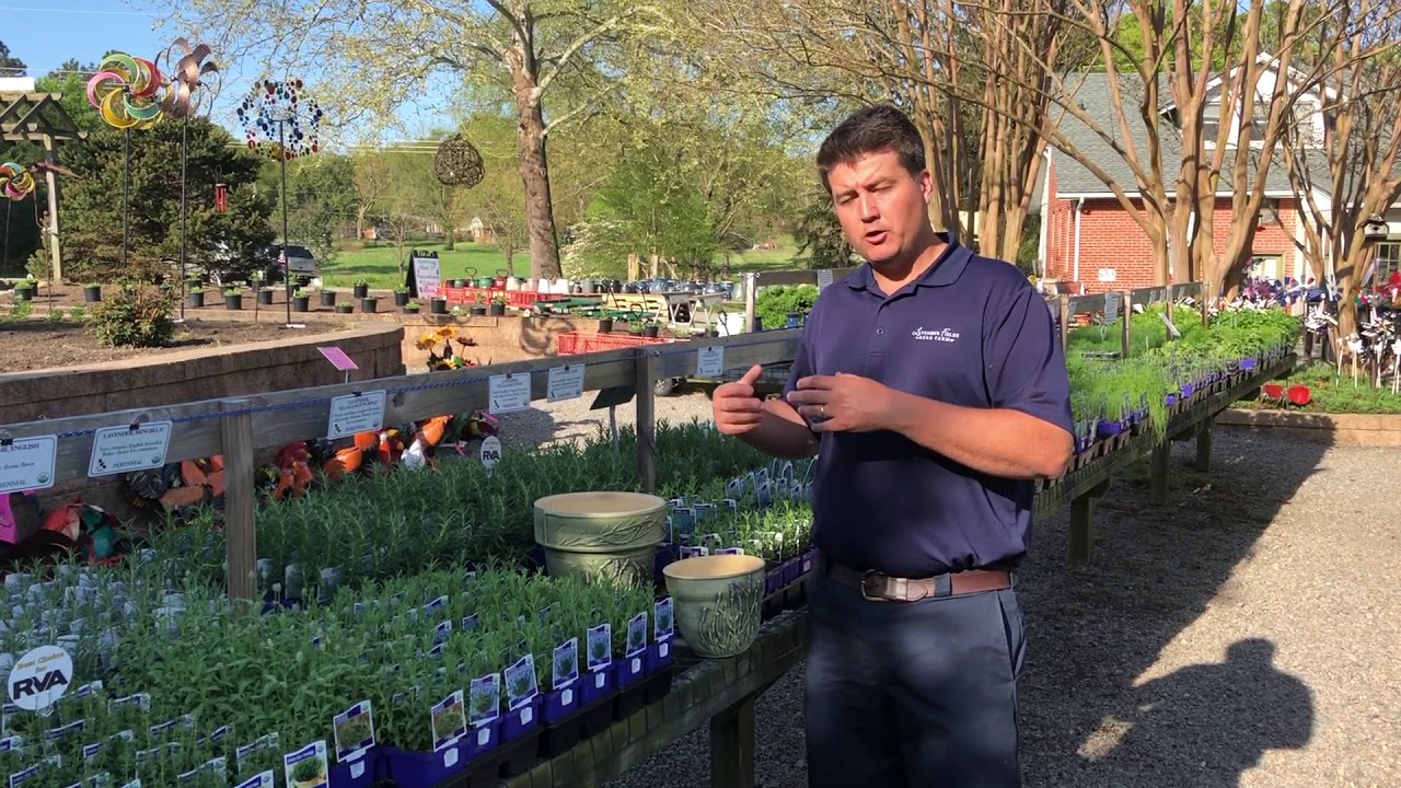 Caring for Lavender in Pots at Lavender Fields Herb Farm