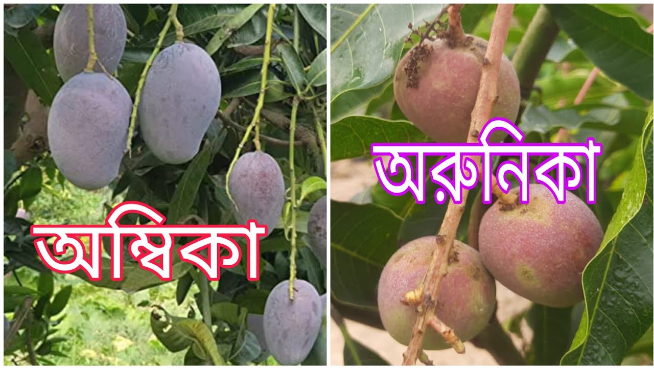 অম্বিকা আম |অরুণিকা আম|Ambika Mango|Arunika Mango|আম্রকুঞ্জ নার্সারি