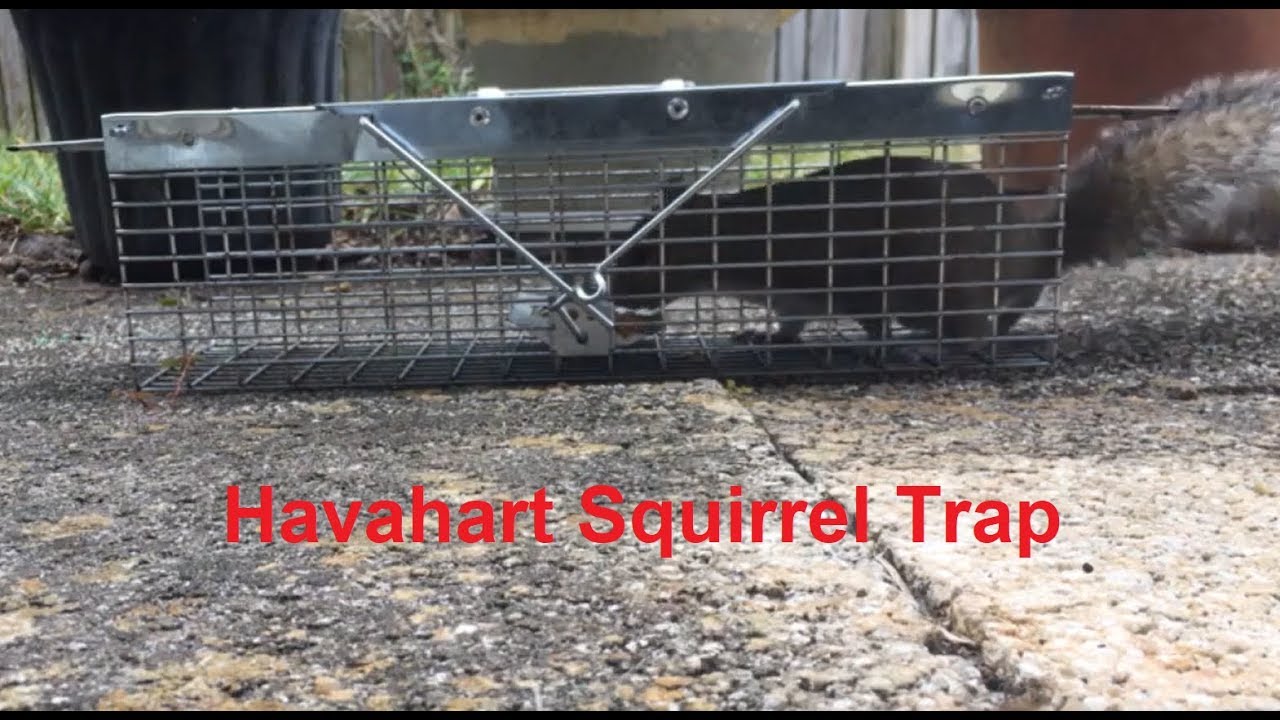 Havahart Small Animal Squirrel Rat Mouse Trap Instruction & Demonstration