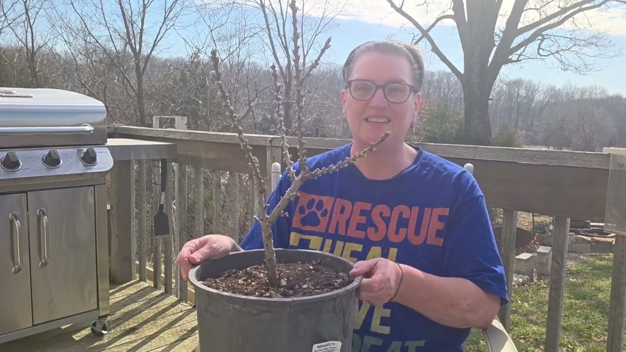 Berry Exciting Additions! Planting Up Dwarf Raspberry, Blueberry and Blackberry Bushes