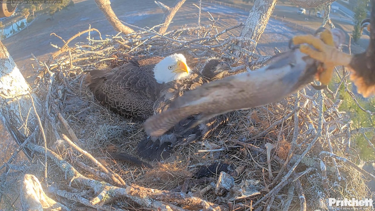 SWFL. M15 made 3 food deliveries in 3 hours 🥰  /07:45, 08:42, 10:43/ 2026-01-29