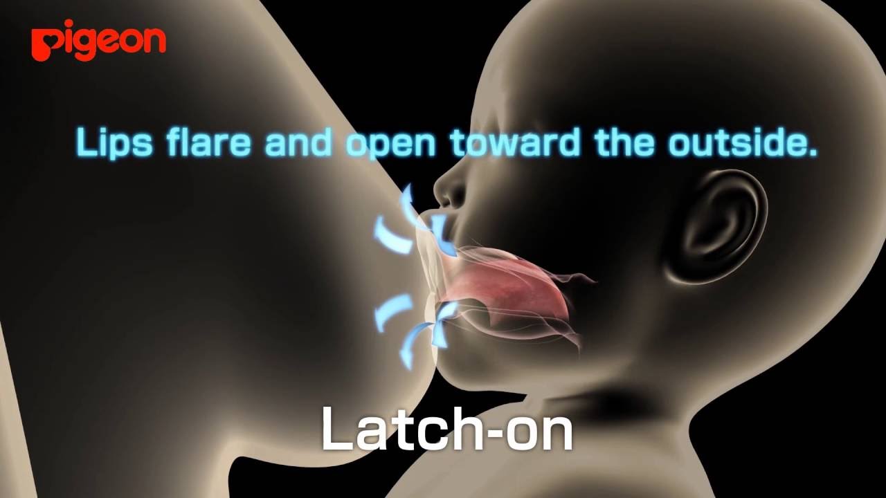 3D computer graphic of latch-on(English)2016.8ver