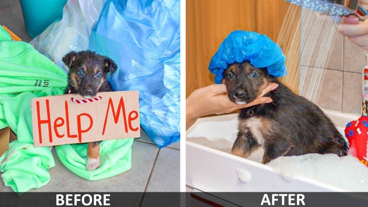 DIY Pet Hacks! Lonely Puppy On Street | Creative Life Hacks for Your Dog