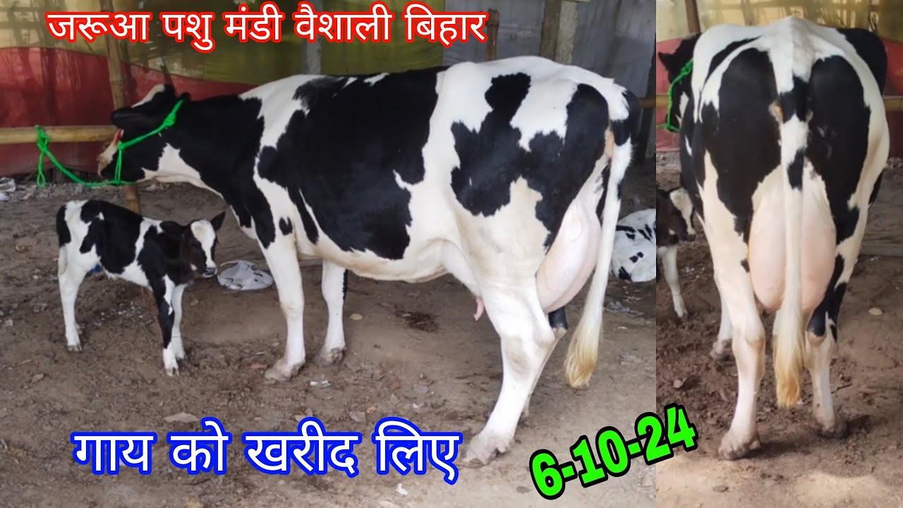 सुपौल जिला के एक हमारा सब्सक्राइबर ने जरूआ पशु मंडी से दुधारू गाय को खरीद किया किसान भाइयों। #cow