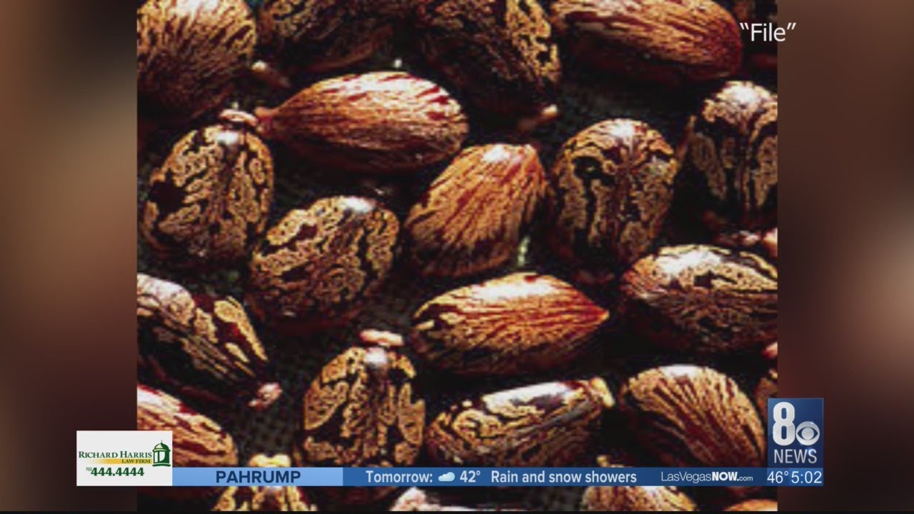 Ricin exposure leading to lethal, long term health hazards