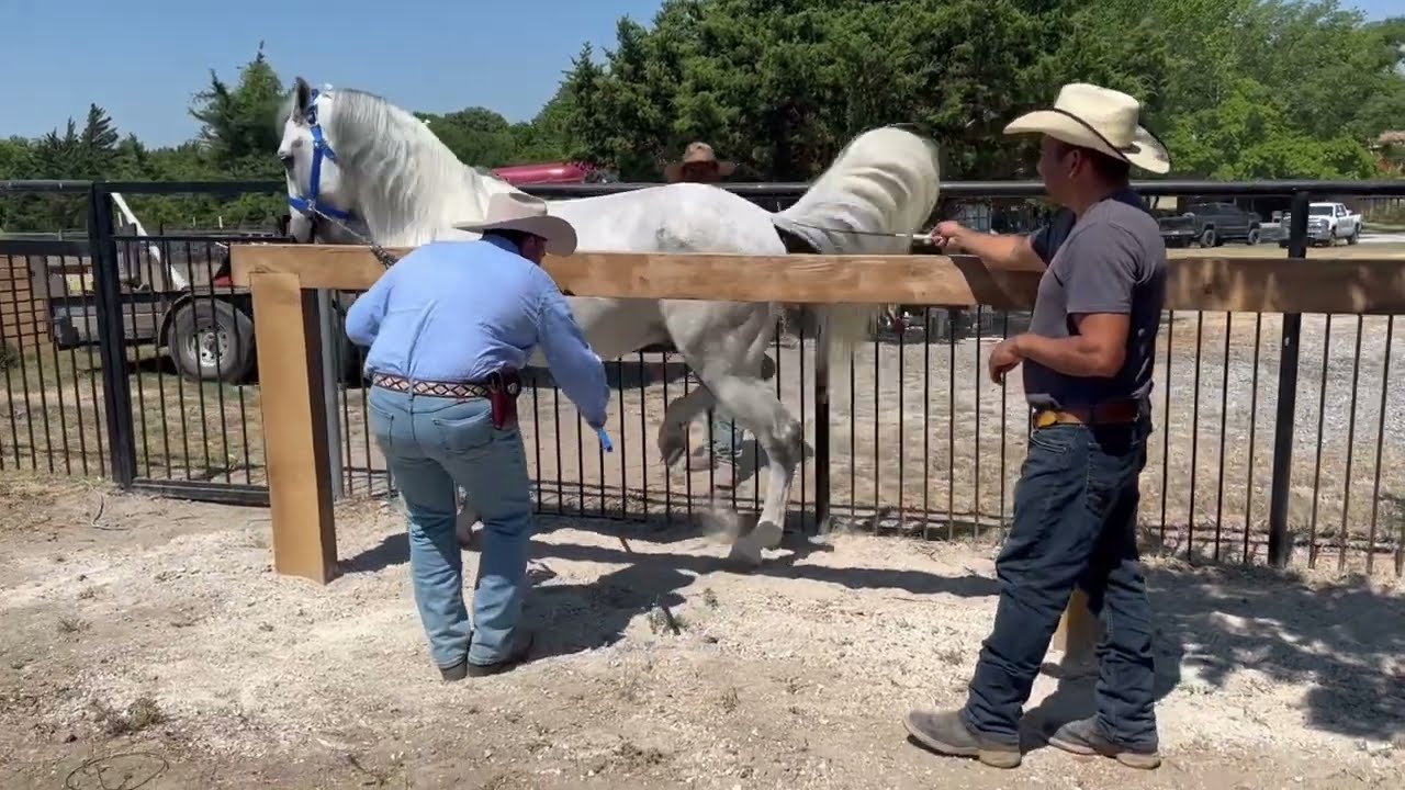 Ajuste de Arrendamiento a Caballo en Levantamiento de Patas - Clinicas USA Tx.