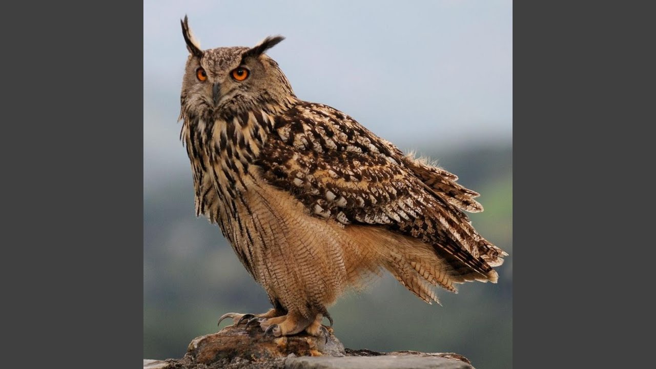 El Tanguito
