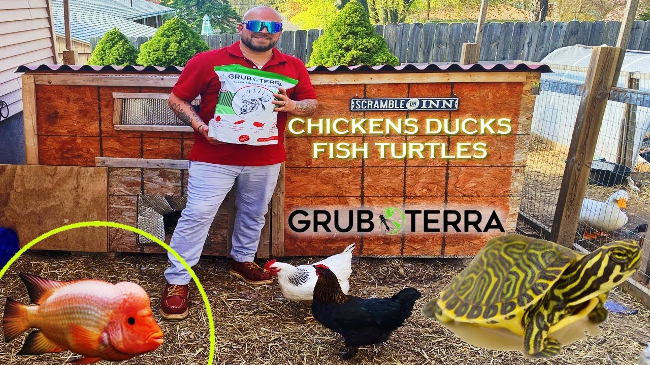 THE TRUTH ABOUT GRUBTERRA - FEEDING MY ANIMALS BLACK SOLDIER FLY LARVAE