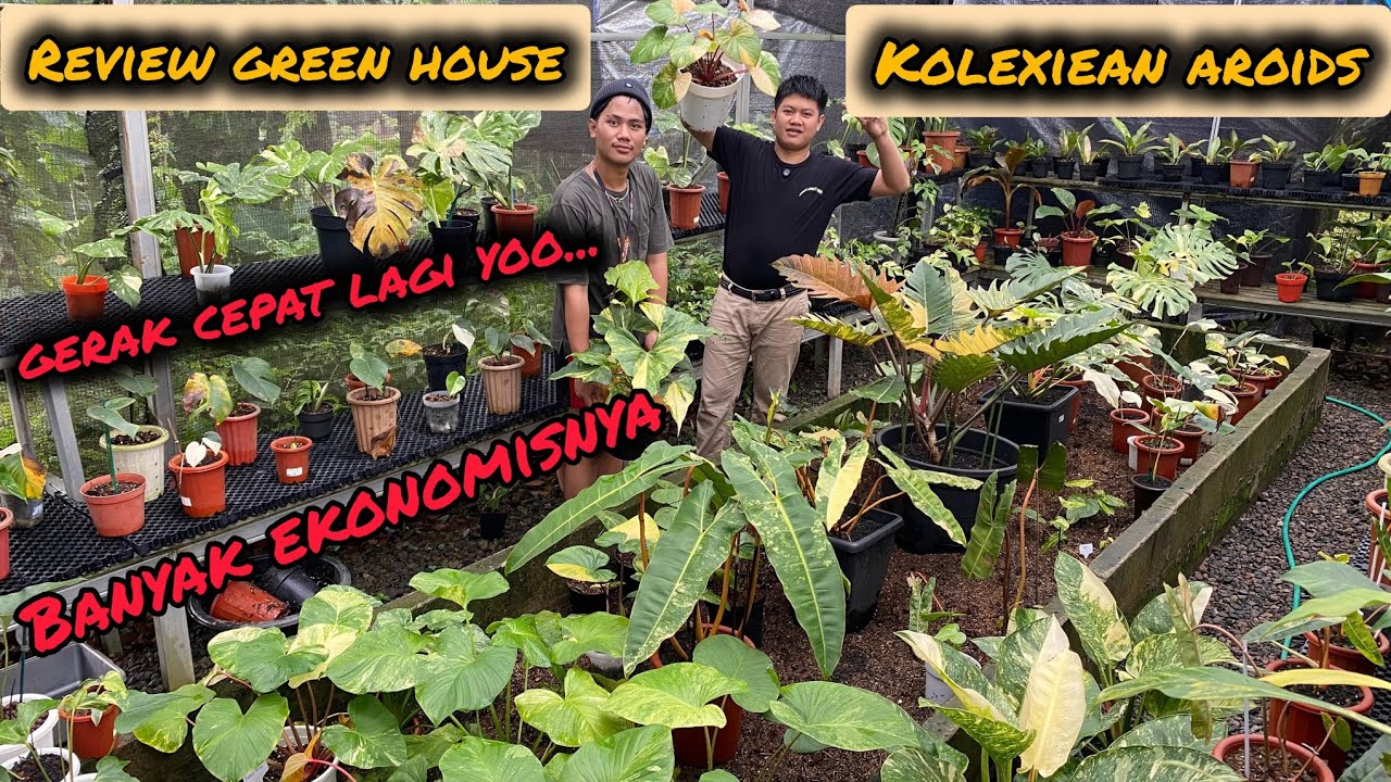REVIEW GREEN HOUSE KOLEXIAN AROIDS DI JAKARTA BARAT ‼️