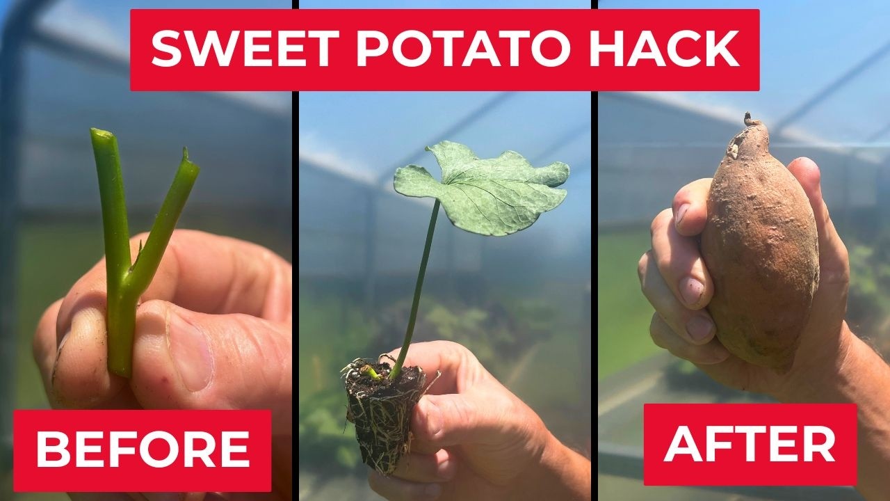 The Best Tip Ever! Growing Sweet Potatoes!