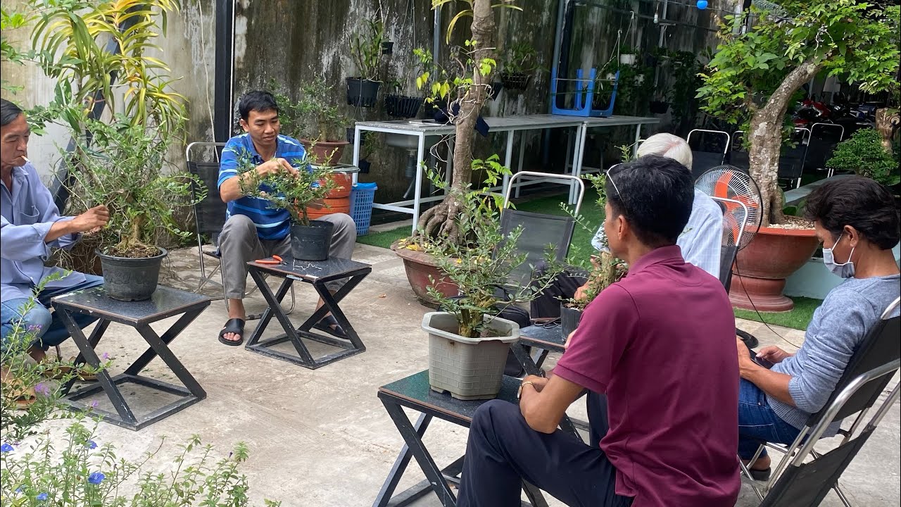 Hướng dẫn kỹ thuật tạo dáng cây bonsai cho người mới chơi kiểng . Cây số 9