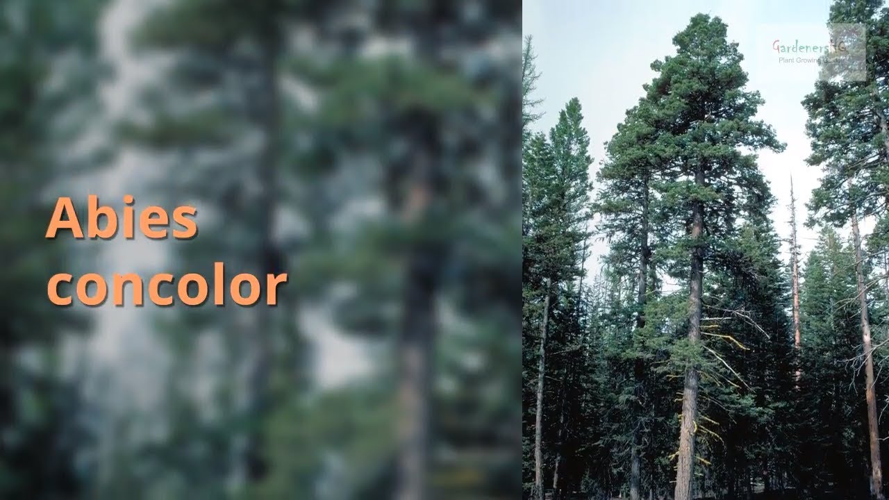 Abies concolor Growing Guide
