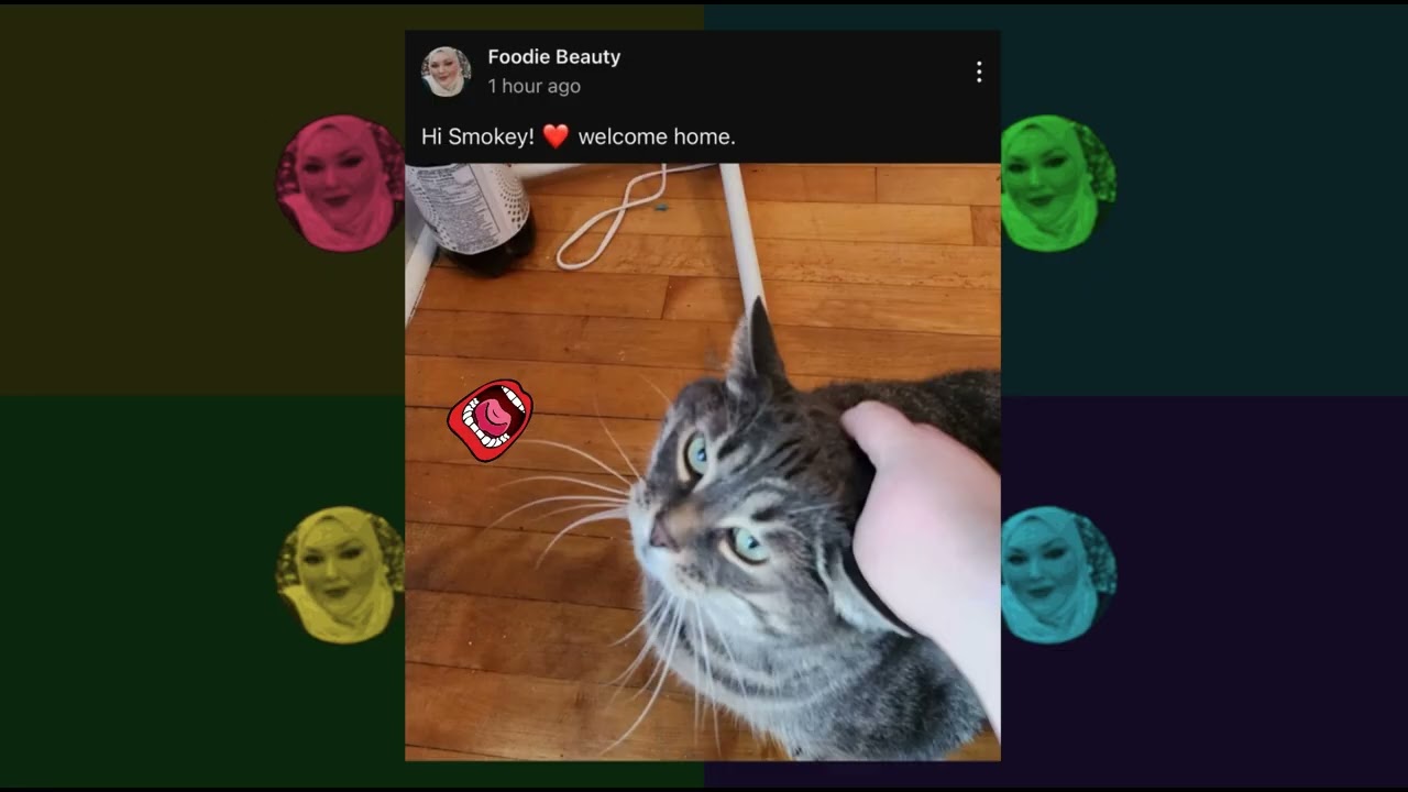 Foodie Beauty After Two Days Is Rehoming Smokey The Cat Her Only Focus Is Julia