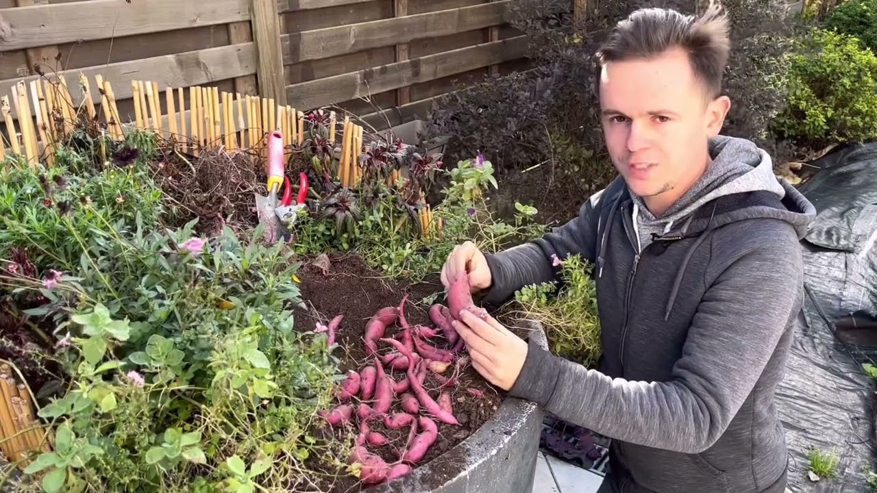 Comment hiverner les ipomées décoratives?