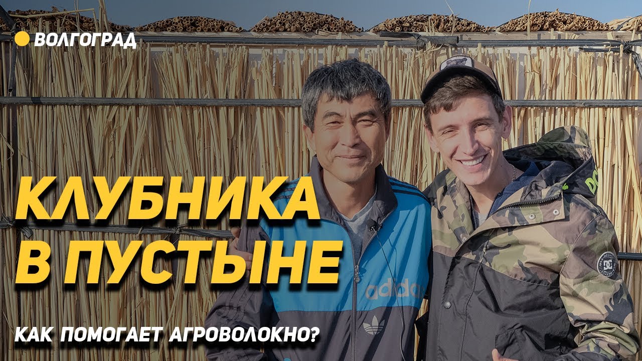 Клубника в пустыне. Как помогает укрывной материал