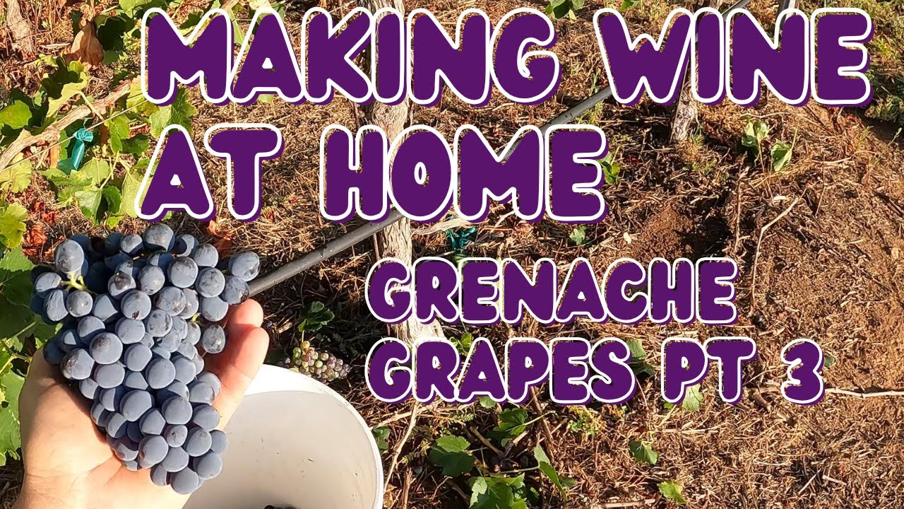 How to Make Wine at Home - Grenache Grapes Pt 3 - Pressing The  Grapes